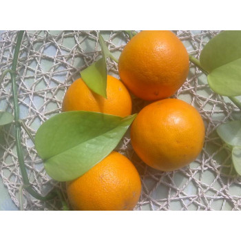 Pomeranče BIO na slunci dozrávané 1kg Valencia
